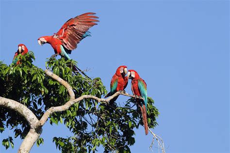 Red And Green Macaws In Rainforest Ara Chloroptera Tambopata National