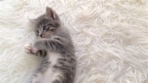 Hope everyone is having a wonderful day, and winds down either cuddling with or looking at pictures of tiny grey kittens. CUTE grey kitten playing - YouTube