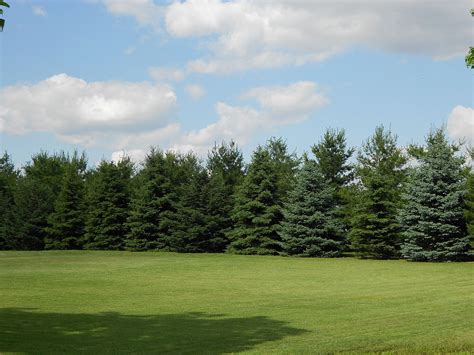 Hickory Lane Farms Screens and Windbreaks in Marysville, Ohio