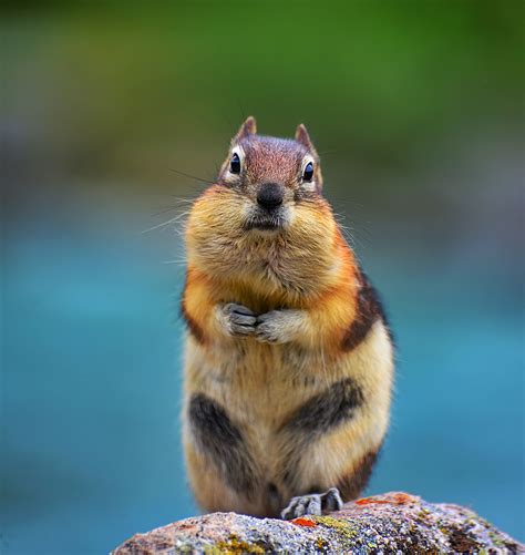 Golden Mantled Ground Squirrel Squirrel In Jasper National Park Off