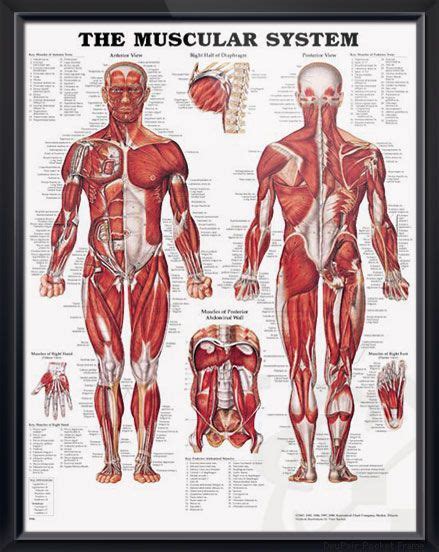 Dimitrios mytilinaios md, phd last reviewed: The Muscular System Chart 20x26 | Muscular system anatomy ...
