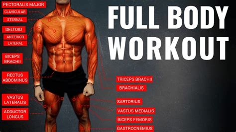 This is a free printable worksheet in pdf format and holds a printable version of the quiz full body muscular anatomy. Full Body Workout Routine and Total Body Training Concepts Explained