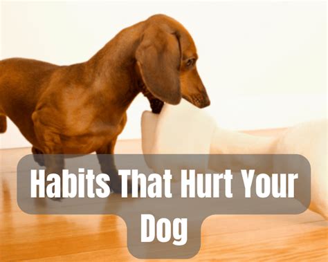 5 Habits That Hurt Your Dog
