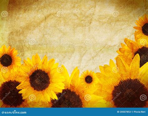 Sunflower Border Royalty Free Stock Photo 20507853