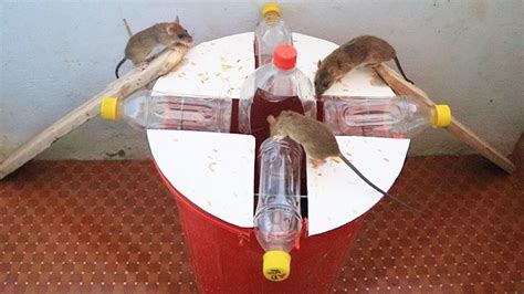 DIY Mouse Rat Trap Using Five Plastic Bottles And Bucket YouTube