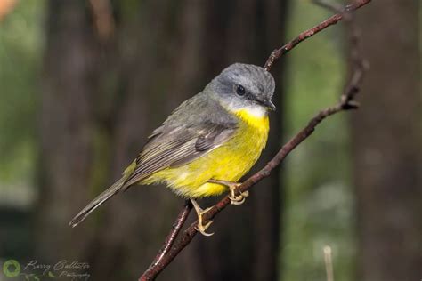 10 Cute Birds That Are Native To Australia