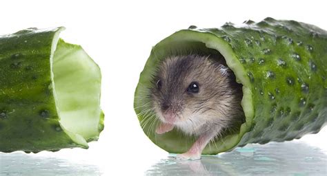 Find out right here, where we cover all the most common hamster treats. Can Hamsters Eat Cucumber?