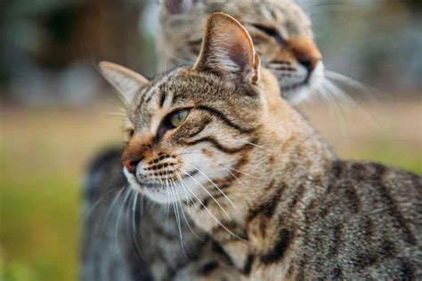 Our goal is to ease the stress. Cat Fight! Why Cat Friends Fuss After Vet Visits | Fear ...