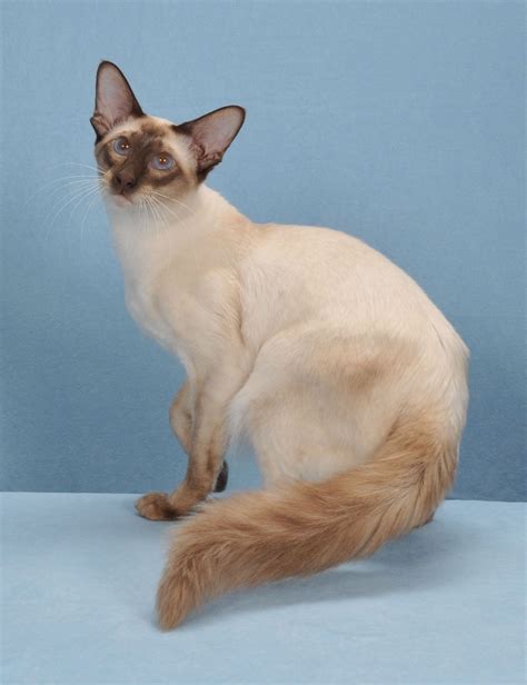 Breed Profile The Balinese Pretty Cats Balinese Cat Cat Breeds
