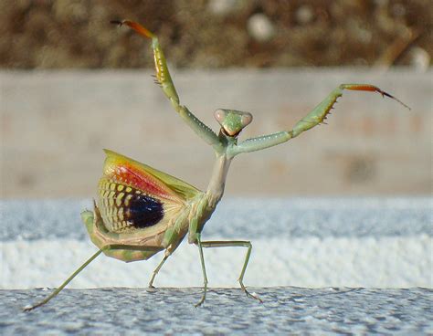 Praying Mantis Desertusa