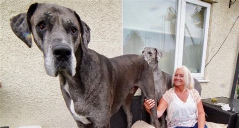5 Of The Tallest Dogs Ever Recorded By The Guiness Book Of World Records