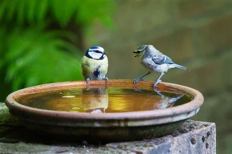 How To Provide Water For Birds In Summer Bird Feeder Hub