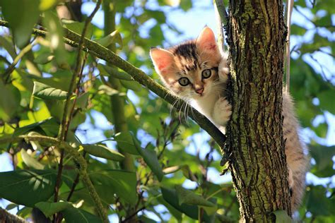 Kostenlose Bild Katze Niedlich Katzenartig Kätzchen Miezekatze Haustier Baum Entzückend