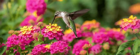 Perennials are beautiful herbaceous plants that many people use in their landscaping design. The Best Perennials For South Florida Gardens