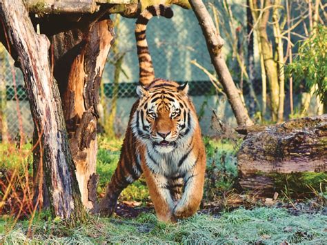 Siberian Tiger 4k Wallpaper Walking Zoo Trees Big Cat