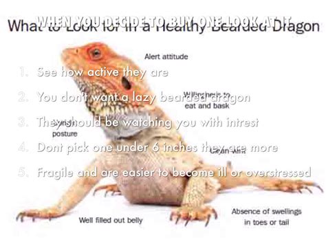 How To Take Care Of A Bearded Dragon By Tony Jones