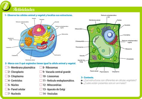 Cuadro Comparativo De Semejanzas Y Diferencias De La Celula Animal Y