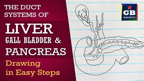 How To Draw Pancreas In Easy Steps Human Physiology Class 11 Biology