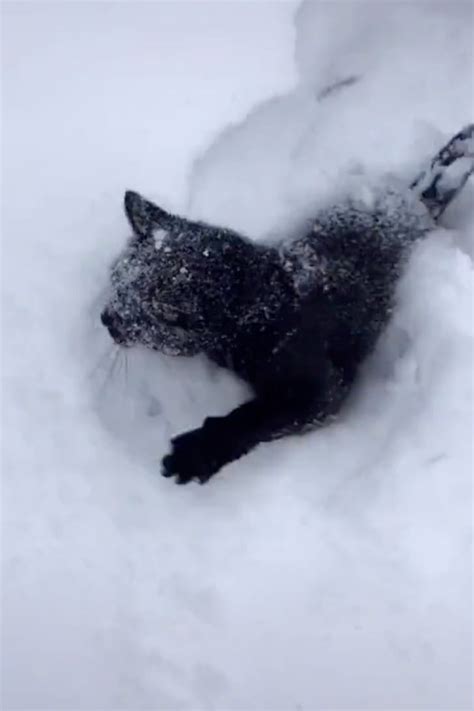 This Black Cat Loves Snow So Much You Can Feel Its Joy Cats Black
