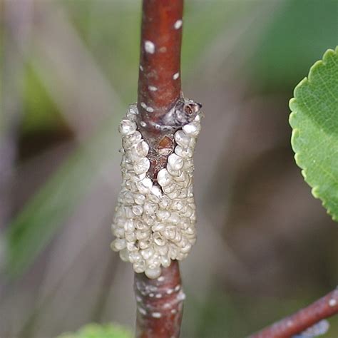 Insect egg cases stock photos and images. Bug o'the Week - Contemplating Insect Eggs - Riveredge ...