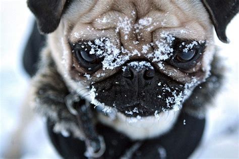 Hilarious And Heartwarming Photos Of Dogs In Snow