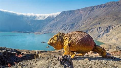The Animals That Call Volcanoes Home Bbc Earth
