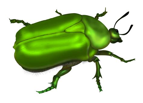 Green Beetle Vector By Roula33 On Deviantart