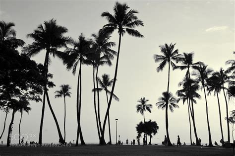 Photograph Palm Trees Black And White By Olga Osipova On 500px