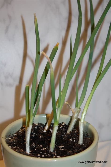 Great news!!!you're in the right place for green onion. Regrowing Green Onions from the Fridge
