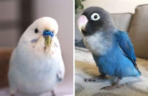 Budgie Vs Lovebird Which Is Right For Me Psittacology