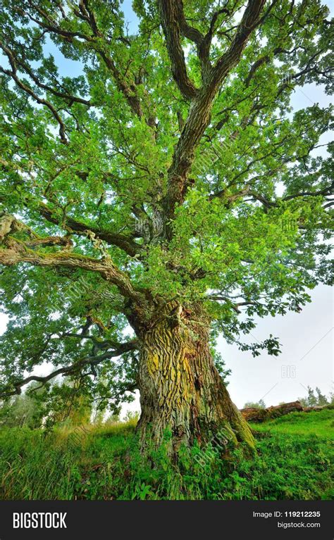 Old Mighty Oak Tree Image And Photo Free Trial Bigstock