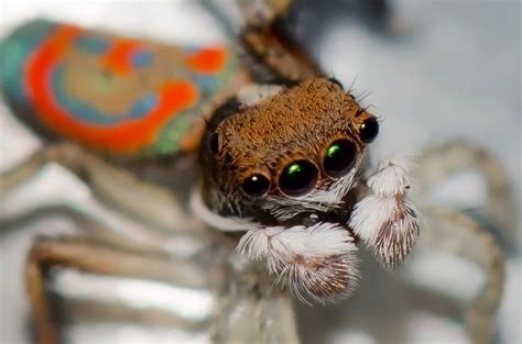 In Photos 21 Scariest Spiders In The World Espoir Chiapas