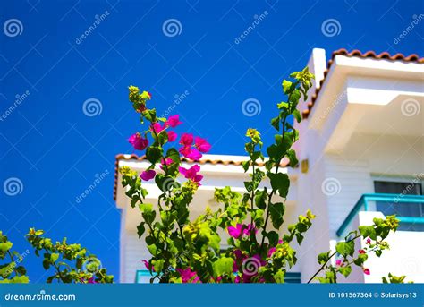 Facade Of Hotel With Balconies And Windows Decorated With Flowers Sharm