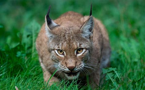 Un Recorrido Por La Fauna En España España Fascinante