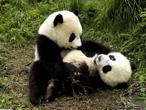 Baby Panda Bear Wallpapers Gallery