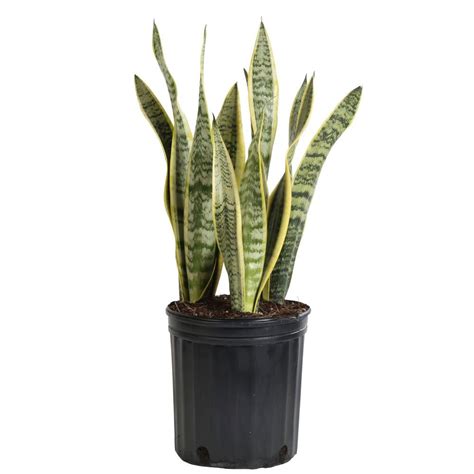 Sansevieria Laurentii Best Trees And Plants From Home Depot