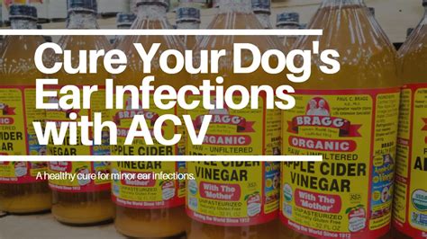 How To Best Use Apple Cider Vinegar For Dog Ear Infection