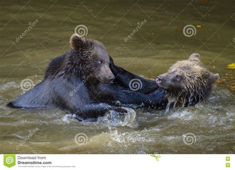 Two Brown Bear Cubs Play Fighting Stock Photo Image Of Siblings Bear