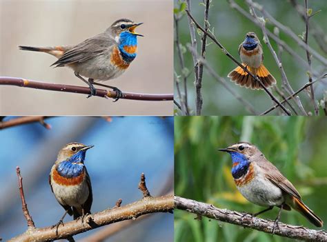 Photos De Tous Les Oiseaux Migrateurs Avec Descriptions Détaillées