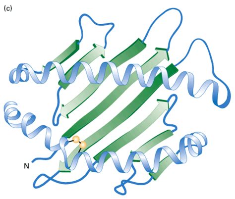 Fajarv Protein Structure Primary Secondary Tertiary Q