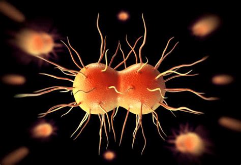 New Drugs Needed To Treat Gonorrhea Tmc News