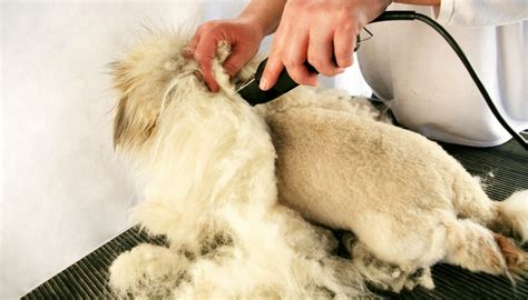 How To Use Dog Clippers To Trim Or Cut Dogs Hair A Video Guide
