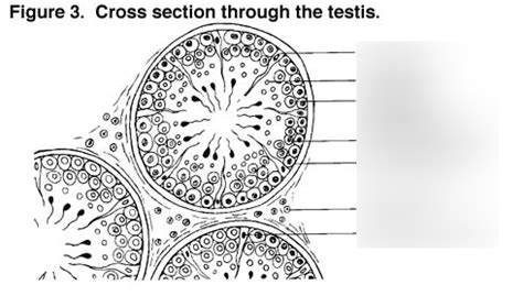 Cross Section Through The Testis Diagram Quizlet