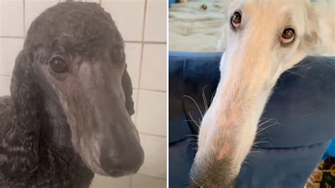 What Is The ‘let Me Do It For You Meme Long Nosed Borzoi Dog Goes