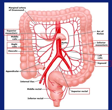 MemorAid Test 1A2 Week 8 Colleges 20 Arterien Colon A