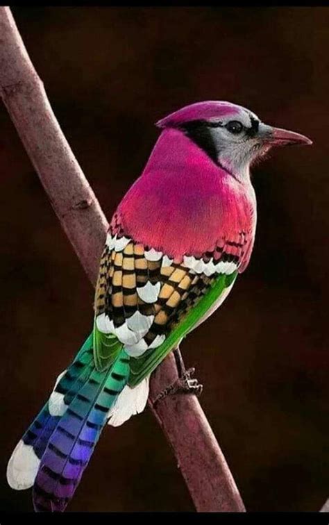 Dr Surendra Pathak On Twitter Beautiful Birds Nature Birds Most
