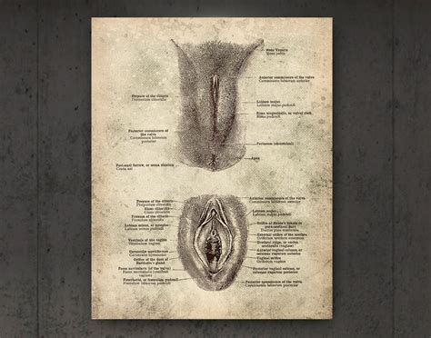 Female External Genital Organs Reproductive System Anatomy