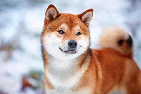 Afanofdogsan Ancient Japanese Breed The Shiba Inu Is A Little But Well