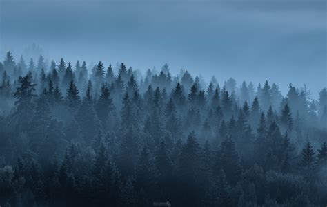 Landscape Forest Trees Mist Nature Wallpapers Hd Desktop And