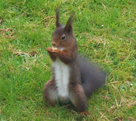 Man sieht sie leider immer seltener, darum ist es wie das sitzen in einer zeitmaschine, wenn man die möglichkeit hat eidechsen stehen nicht nur unter artenschutz. Eichhörnchen im Garten | Ecureuil